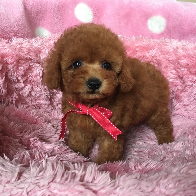 大田ブリーダーの画像