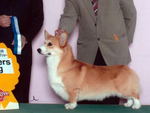 相澤ブリーダーの画像