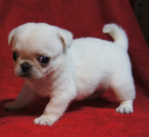 パグ ブリーダーズ パグ ホワイト レアカラー 男の子 沖縄県 パグ ブリーダーズ パグ ホワイト レアカラー 男の子 沖縄県